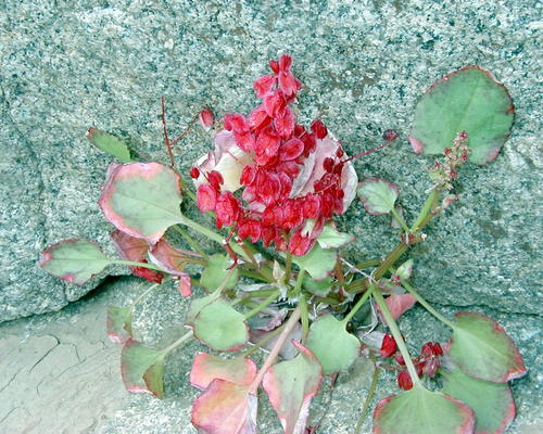 Petite fleur bien méritante!