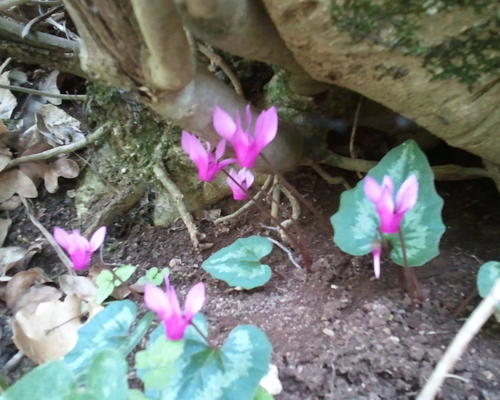 Cyclamens autour des Carcieri