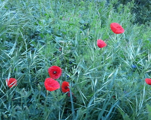 Coquelicots d'Assise !