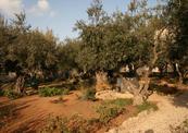 Image 6TractTerreSainte2013.jpg