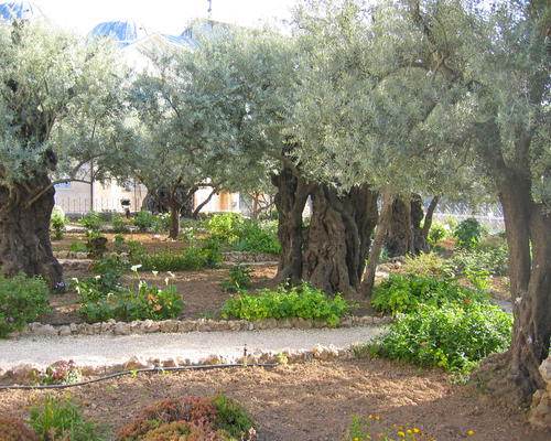 Jerusalem Mt des Oliviers Gethsemani