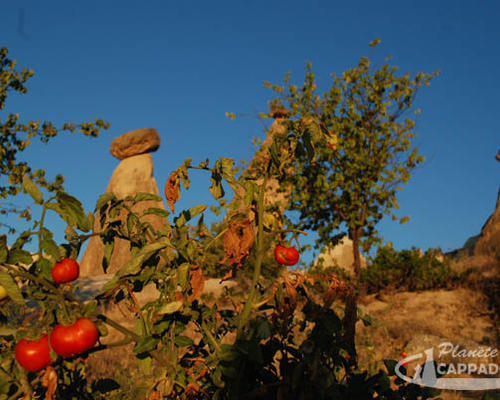 cheminees_de_fees_et_plantes