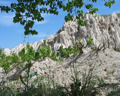 Cappadoce_33_vigne