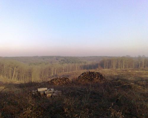 foret de trÃ©lon.jpg