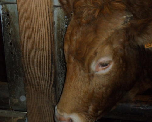 C'était une bonne surprise !! là on sait d'où vient le lait ......