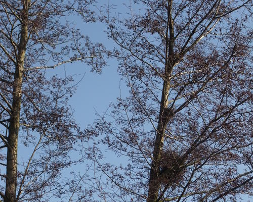 Un nid, attend le printemps, surtout qu'aujourd'hui le soleil est là...