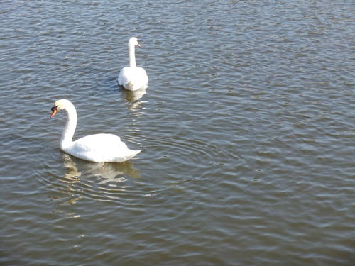 Sur l'eau... tout proches... deux cygnes glissent ...chacun de leur côté...