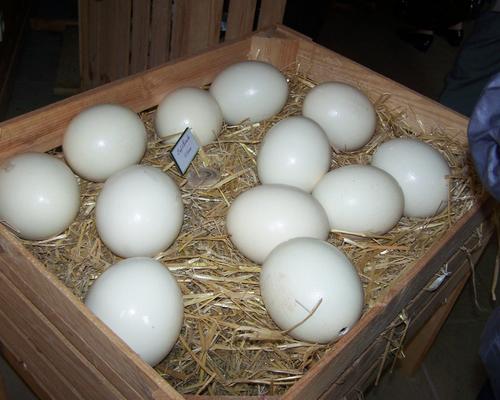 100_9033.JPG