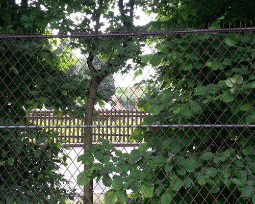 Girafes zoo