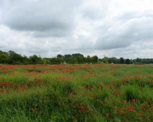 P1180675 (640x480).jpg