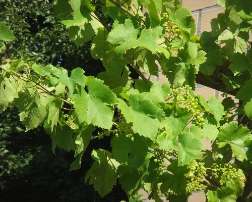 de la vigne à Macou !