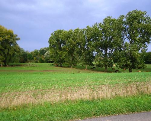 vallee de l'Escaut(1).JPG