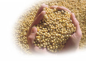 grains dans mains