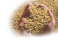grains dans mains