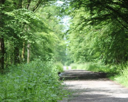 foret de mormal