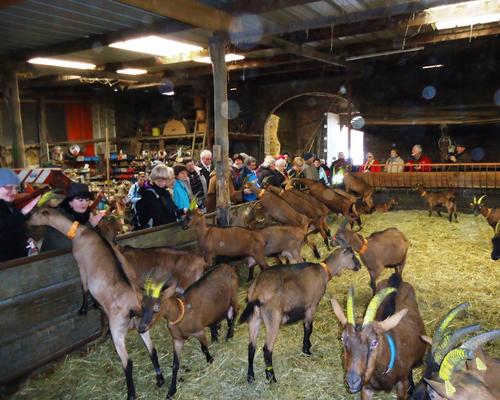 visite elevage chevres