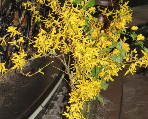 Fleurs lumineuses annonçant le printemps...
