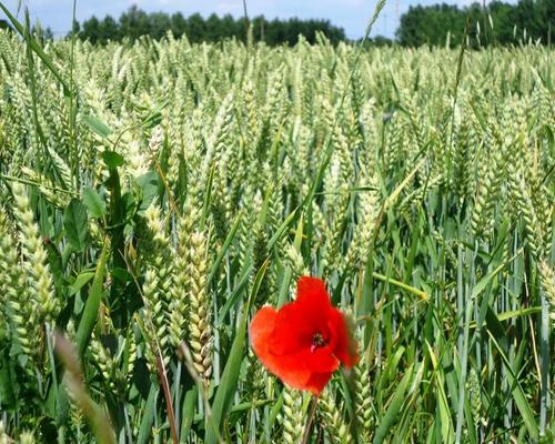 Marchiennes (3)