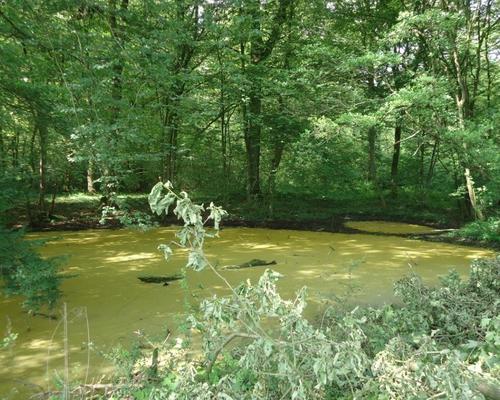 Marchiennes (1)