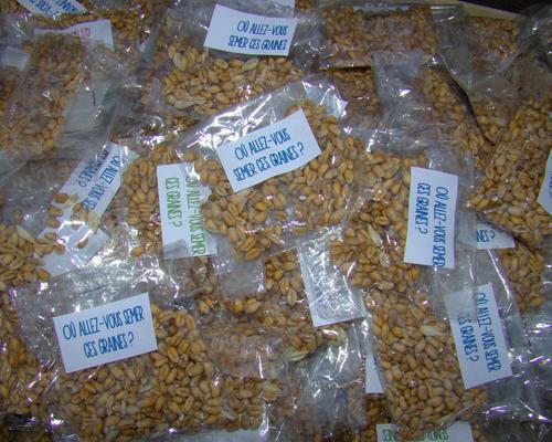 Sachets de grains de blé