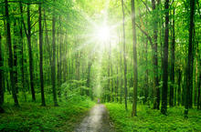 © - fotolia.com chemin vers pâques