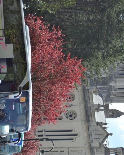 Lisieux 15