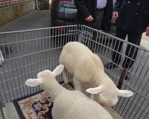 Fete des bergers 2015 (2)