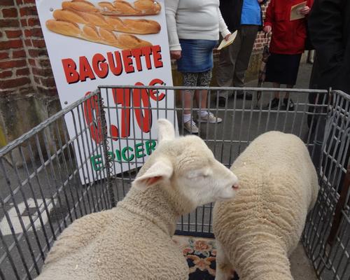 Fete des bergers 2015 (3)