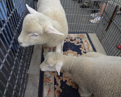 Fete des bergers 2015 (6)
