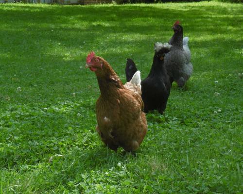 Les poules du monastère!