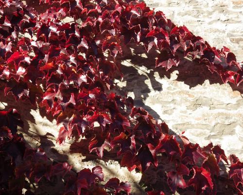 Comme St François aurait pu dire:
Par soeur vigne vierge qui étend ses longs doigts rouges au soleil de midi... Gloire à Dieu!