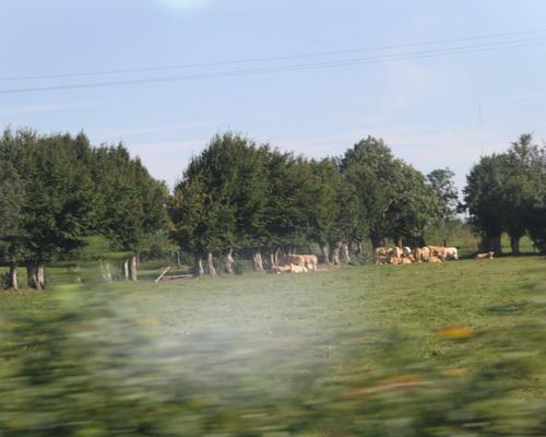 IMG_9779