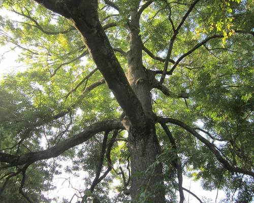 arbre a Verchain
