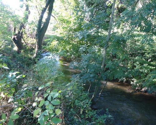 Sous bois Ecaillon