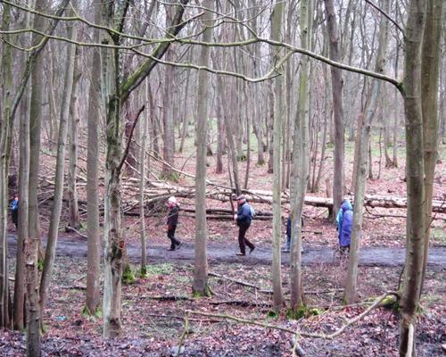 rando foret St Amand (1)
