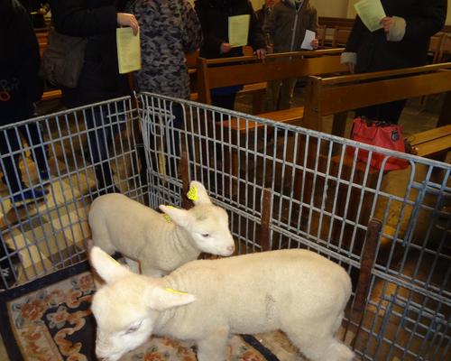 Fete des bergers 2016 (9)