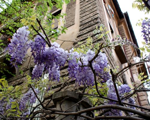 Images - Stald - Rome Printemps 2016 - 04:03 - 72J