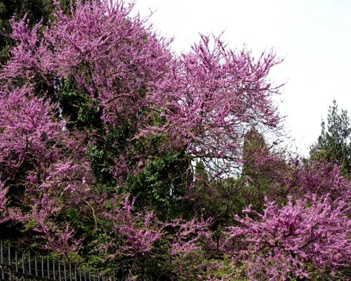 Images - Stald - Rome Printemps 2016 - 04:05 - 33