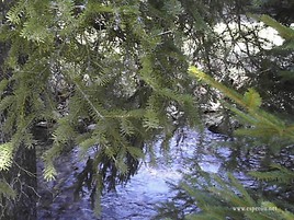 riviere