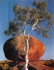 arbre_rocher