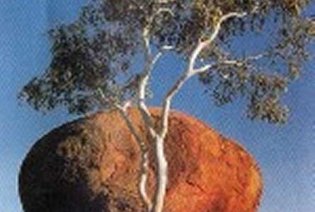 arbre_rocher