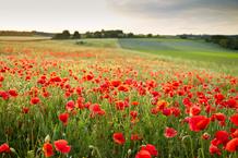 © Fotolia Coquelicots