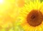© Fotolia Fleur Soleil
