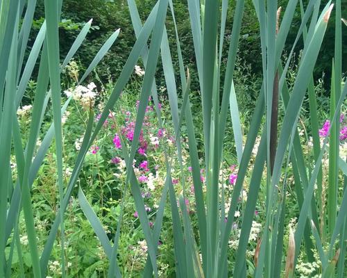 En pleine nature...
