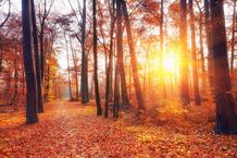 © Fotolia Automne