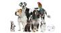 Bene_animaux_compagnie