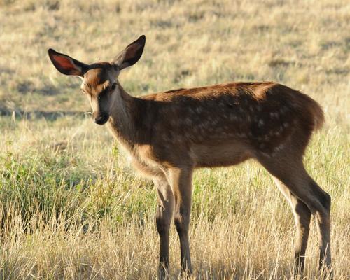 biche