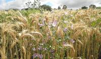 ble et fleurs