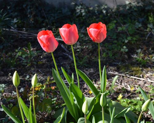 Le printemps est de la partie !