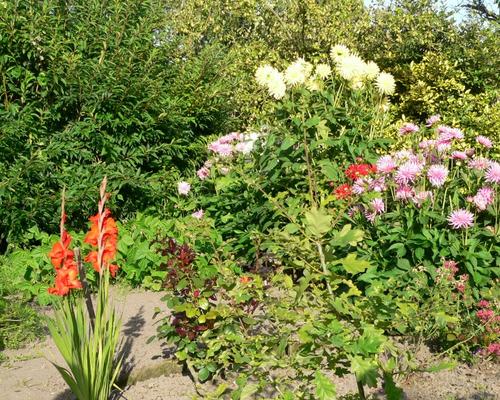 les fleurs du jardin